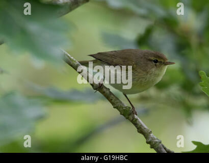 Grosbec casse-noyaux (Phylloscopus collybita) Banque D'Images