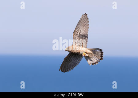 Faucon crécerelle (Falco tinnunculus) avec les proies sur l'aile. Banque D'Images