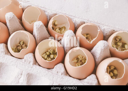 Les jeunes plantes en coquilles, eco concept Banque D'Images