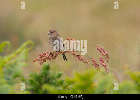 (Linnet Carduelis cannabina (juvénile)) Banque D'Images