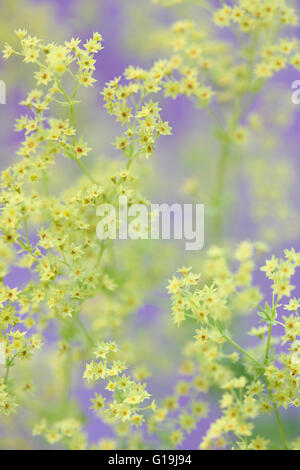 Alchemilla mollis 'robustica' communément appelée alchémille - un remède à base de Jane Ann Butler Photography JABP1441 Banque D'Images