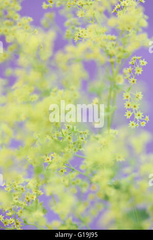 Alchemilla mollis 'robustica' communément appelée alchémille - un remède à base de Jane Ann Butler Photography JABP1442 Banque D'Images