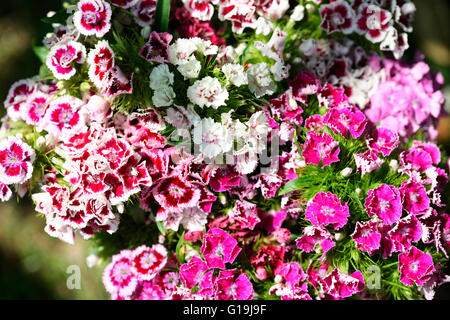 Mélange de rose et de rouge sweet williams - langage des fleurs 'bravoure' 'le sourire' Jane Ann Butler Photography JABP1447 Banque D'Images