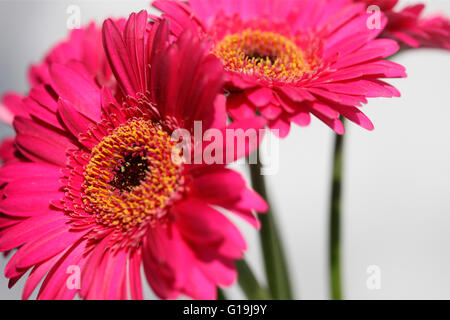 Trio de gerberas, fun et glorieux Jane Ann Butler Photography JABP1444 Banque D'Images