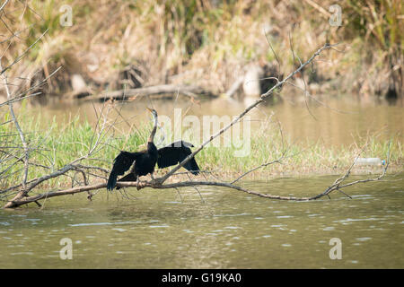 Le dard de Oriental ou Indien vert (Anhinga melanogaster) est un oiseau aquatique tropical de l'Asie du Sud et en Asie du sud-est. Banque D'Images