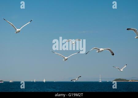 Flock of seagulls voler au-dessus de la mer adriatique en Croatie Banque D'Images