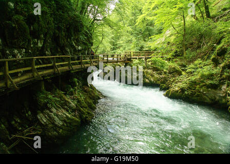 Gorges de Vintgar, ou Bled Gorge est une gorge de 1,6 kilomètres au nord-ouest de la Slovénie dans les municipalités de Gorje et Bled, quatre kil Banque D'Images