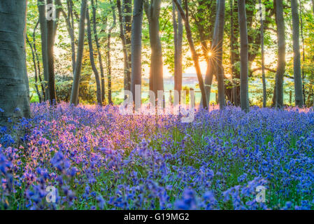 Un magnifique coucher de soleil dans la région de bluebell woods, rempli de Chichester, West Sussex. Comme le soleil trempé dans de la ligne des arbres, sun torches étaient popping out. Banque D'Images