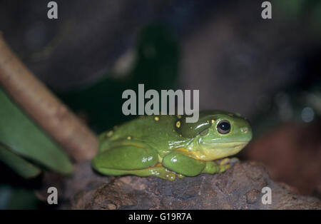 La Faune : Magnifique splendide ou rainette grenouille d'arbre. (Litoria splendida). Banque D'Images