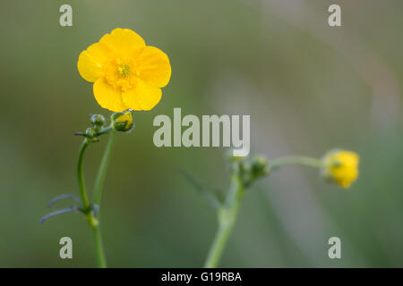 Renoncule des prés (Ranunculus acris). Fleur jaune d'or floraison plus abondante dans un British grassland Banque D'Images