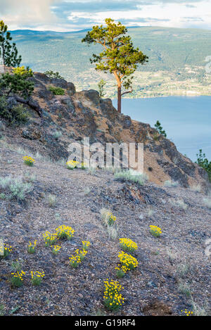 Vue depuis la tête des géants de Mountain Park, Summerland, Okanagan Valley, British Columbia, Canada Banque D'Images