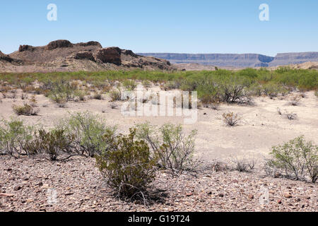 Sol du désert près de Santa Elena Canyon dans le parc national Big Bend. Banque D'Images