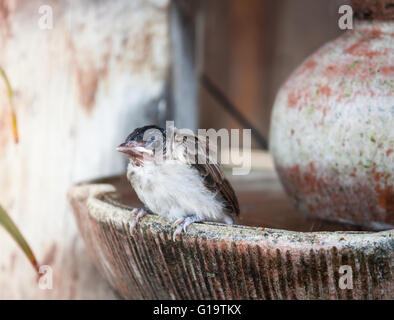 Close up of a young Sparrow, à la fontaine, stock photo Banque D'Images