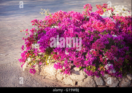 Bougainvilliers en fleurs, fleurs exotiques pink Banque D'Images