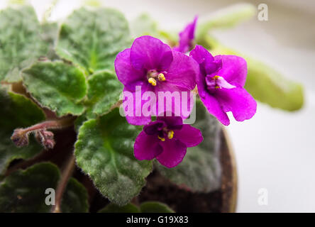 La violette africaine (Saintpaulia en pot) sur le rebord de fenêtre, les plantes d'appartement Banque D'Images