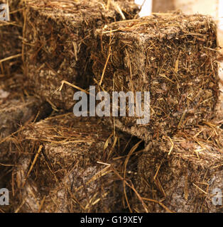 Cave de fromage enveloppé dans des feuilles et de la paille pour l'assaisonnement parfait et l'enrichissement de la saveur. Une vraie cuisine italienne Banque D'Images