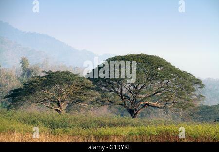 Deux grands arbres de pluie. Banque D'Images