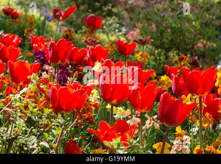 Couleur de printemps dans le jardin de Dingle dans la carrière à Shrewsbury dans le Shropshire en Angleterre. Banque D'Images