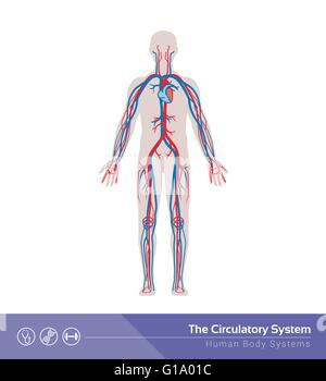 L'appareil circulatoire ou système cardiovasculaire corps humain illustration médicale Illustration de Vecteur