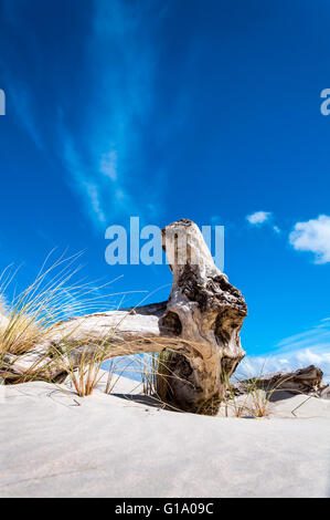 Weathered Wood sur la plage vide déserté sur Loughros Point, Ardara, comté de Donegal, Irlande Banque D'Images