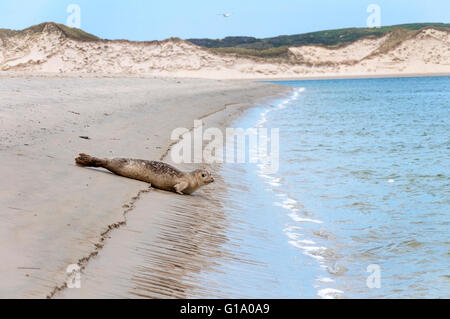 Jeune phoque commun Phoca vitulina, connu comme le phoque commun prend à l'eau dans le comté de Donegal, Irlande Banque D'Images