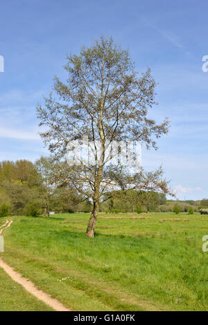 L'aulne commun - Alnus glutinosa - printemps. Banque D'Images