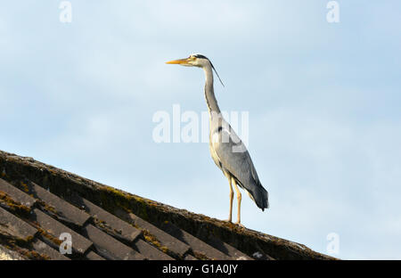 Héron cendré - Ardea cinerea Banque D'Images