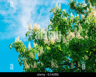 Blossoming chestnut à Kiev, Ukraine Banque D'Images