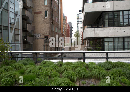 Les plantes poussent sur la ligne élevée à New York City, USA. Banque D'Images