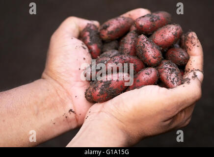 Hand holding nouvelle récolte de pommes de terre Banque D'Images