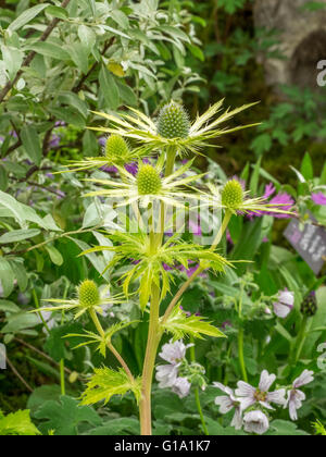 ERYNGIUM NEPTUNES GOLD Banque D'Images
