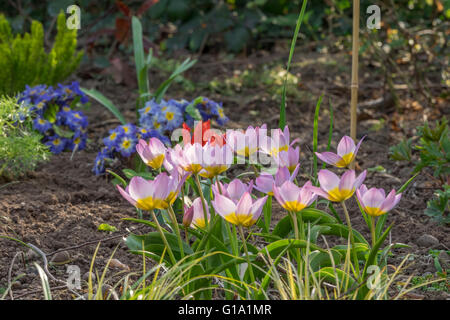 TULIPA BAKERI LILAC WONDER BAKERI LILAC WONDER DANS LE JARDIN AU PRINTEMPS PAR LE CHEMIN DE GRAVIER. Banque D'Images