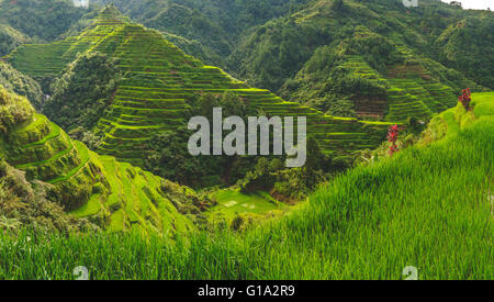2000 ans les rizières en terrasses sculptées dans les montagnes en Banaue, nord-Luzon Banque D'Images