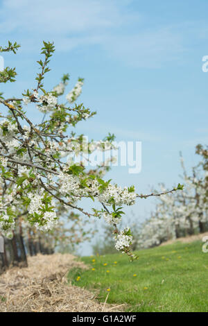 Prunus avium. Sweet Cherry sunburst arbre en fleurs dans un verger à RHS Wisley Gardens, Surrey, Angleterre Banque D'Images