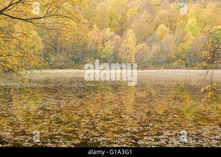 Bois de bouleau d'argent, nom latin Betula pendula, montrant les couleurs d'automne à Craigellachie National Nature Reserve Banque D'Images