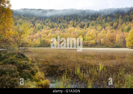 Bois de bouleau d'argent, nom latin Betula pendula, montrant les couleurs d'automne à Craigellachie National Nature Reserve Banque D'Images