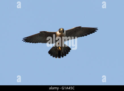 Faucon pèlerin ( Falco peregrinus) Banque D'Images