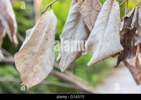 Les feuilles sèches de l'automne gros plan Banque D'Images