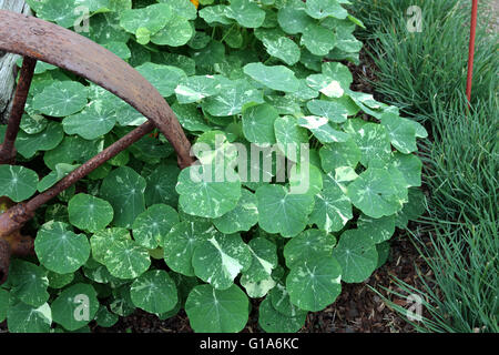 Nasturtium plantes poussant sur le sol, également connu sous le nom de Tropaeolum majus Banque D'Images