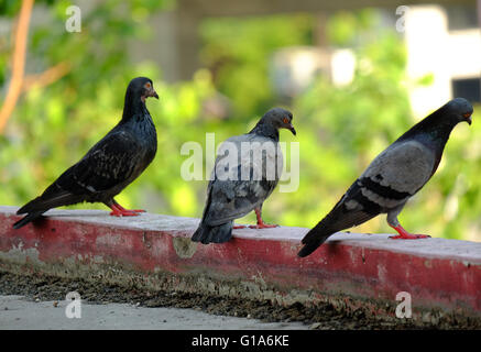 Pigeon dans l'Asie du Sud-Est, la Thaïlande (Selective focus) Banque D'Images