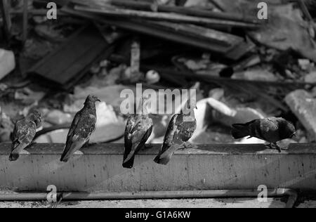 Pigeon dans l'Asie du Sud-Est, la Thaïlande (Selective focus) Banque D'Images