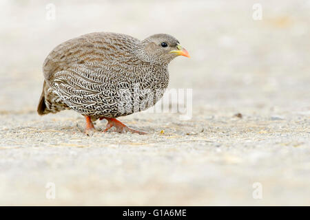 Natal francolin francolin à bec rouge ou natal (pternistis natalensis) sur le terrain, Kruger National Park, Afrique du Sud Banque D'Images