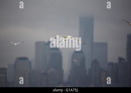 Les mouettes volent en face de gratte-ciel sur l'île de Manhattan, New York City, USA. La journée est couvert. Banque D'Images