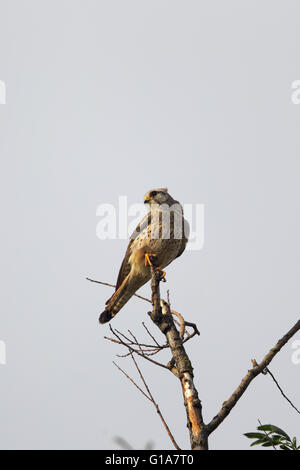 Les femelles de la crécerelle (Falco tinnunculus) assis sur son perchoir à Francfort, Allemagne. Banque D'Images