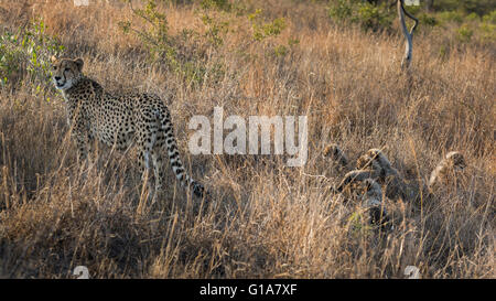 Mère guépard avec oursons se cacher dans les hautes herbes, KwaZulu Natal, Afrique du Sud. Banque D'Images