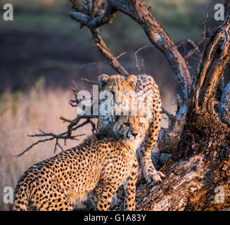 Cinq mois cheetah cubs sur un arbre mort, KwaZulu Natal, Afrique du Sud. Banque D'Images