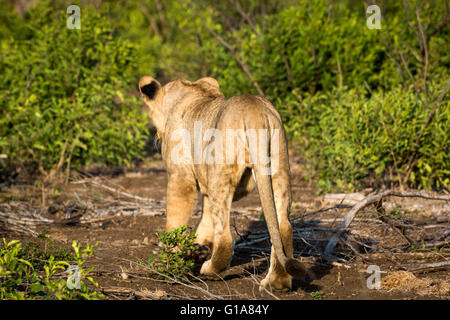 Jeune lion vu de derrière, KwaZulu Natal, Afrique du Sud Banque D'Images