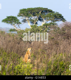 Young male lion, regarder. Le KwaZulu Natal, Afrique du Sud Banque D'Images