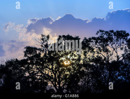 Coucher de soleil africain, KwaZulu Natal, Afrique du Sud Banque D'Images