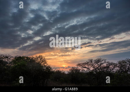 Coucher de soleil africain, KwaZulu Natal, Afrique du Sud Banque D'Images